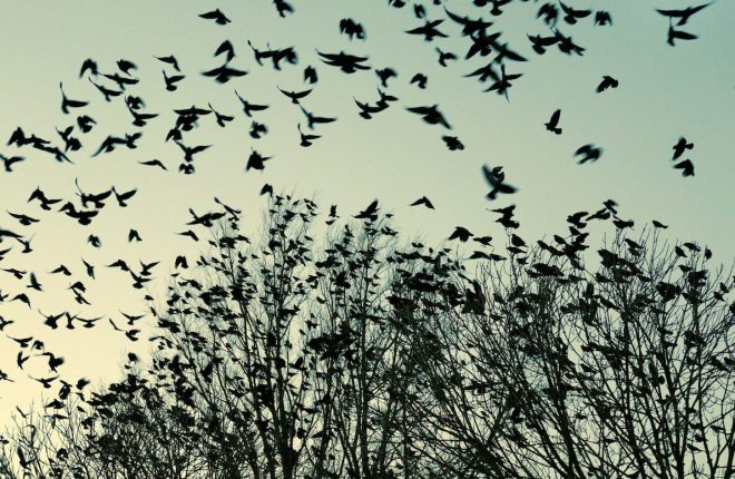 How the Study of Bird Flocks Informs Exchange Social Trading Features