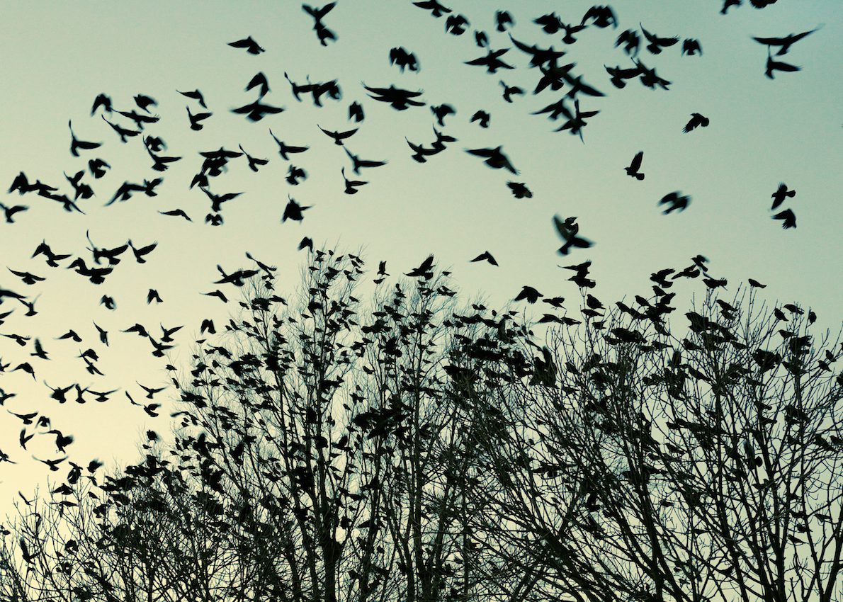 How the Study of Bird Flocks Informs Exchange Social Trading Features